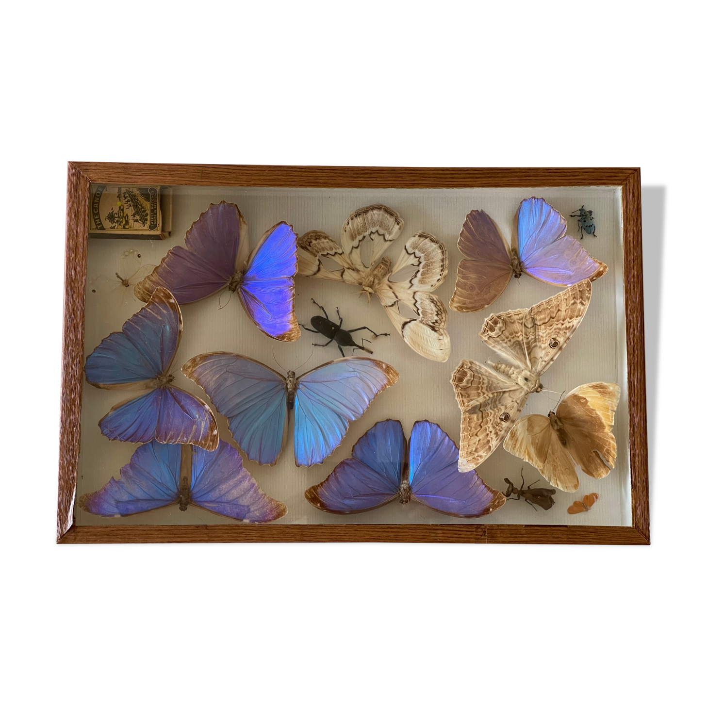 Boite ancienne d’entomologie aux papillons et insectes