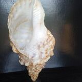 Cabinet of Curiosities 49cm Fasciolaria Shell on base