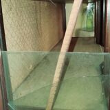Vitrine Victorienne