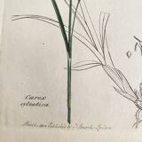 Trio of botanical plates, Ed London 1809