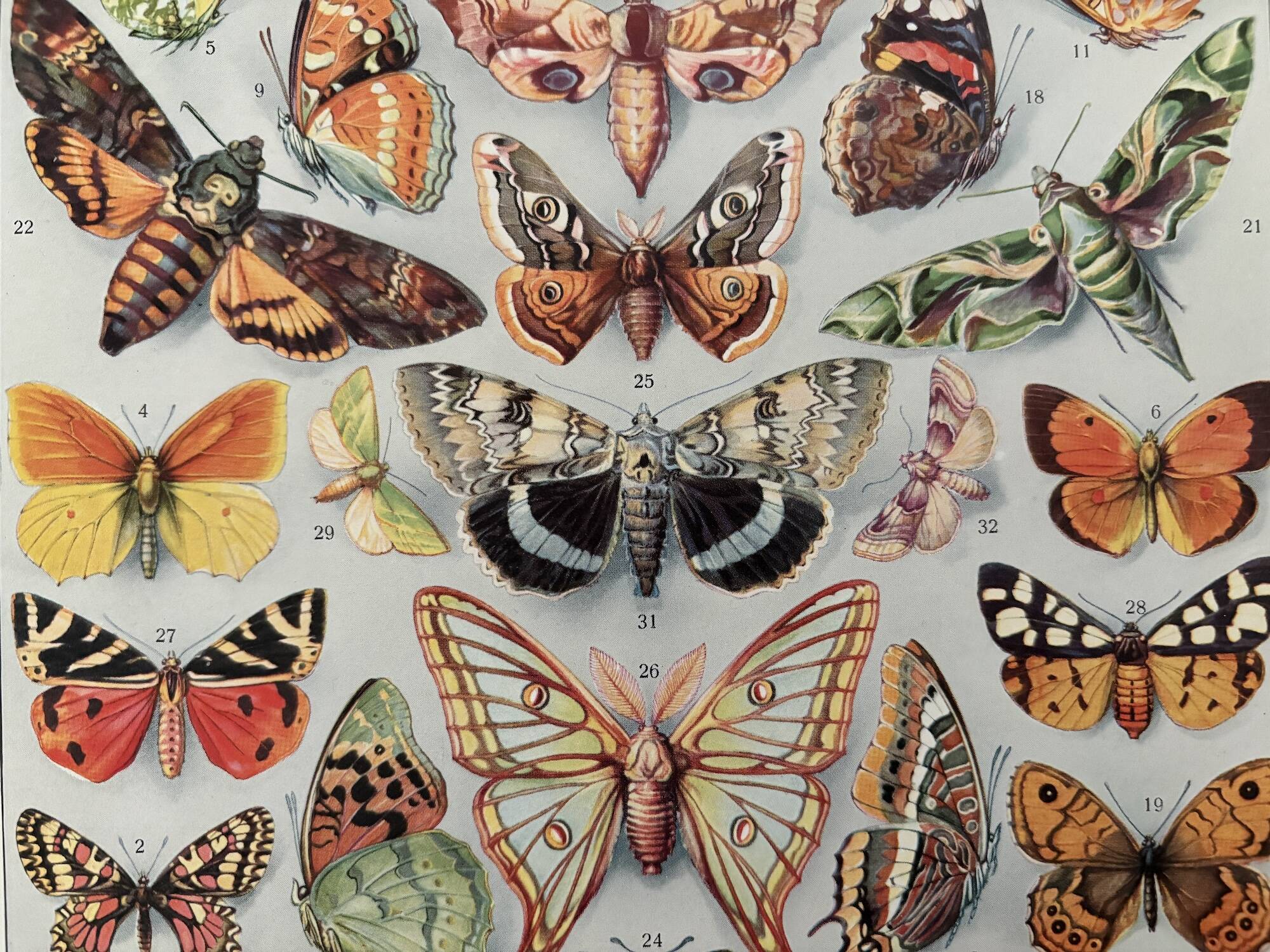 Illustrated plate on butterflies (Europe) - 1930