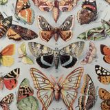 Illustrated plate on butterflies (Europe) - 1930