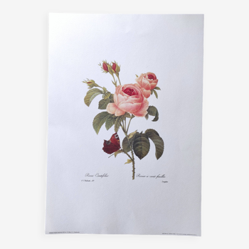 Large vintage botanical poster "hundred-leaf rosebush" PJ Redouté