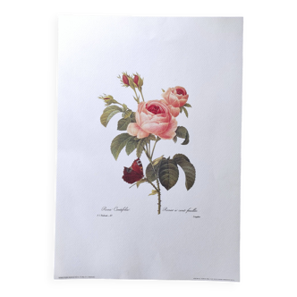 Grande affiche de botanique "rosier à cent feuilles" vintage P.J. Redouté