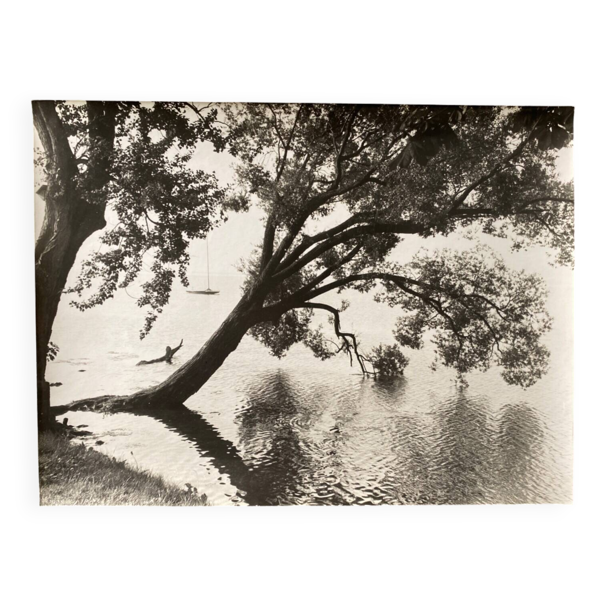 Bernard Darot photograph, 20th century, tree in water