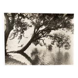 Bernard Darot photograph, 20th century, tree in water