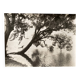 Bernard Darot photograph, 20th century, tree in water