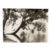 Photo argentique Bernard Darot XXe arbre dans l'eau