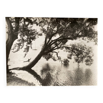 Bernard Darot photograph, 20th century, tree in water