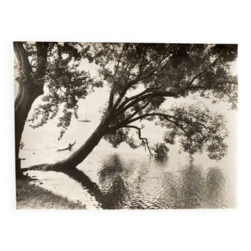 Bernard Darot photograph, 20th century, tree in water