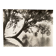 Bernard Darot photograph, 20th century, tree in water