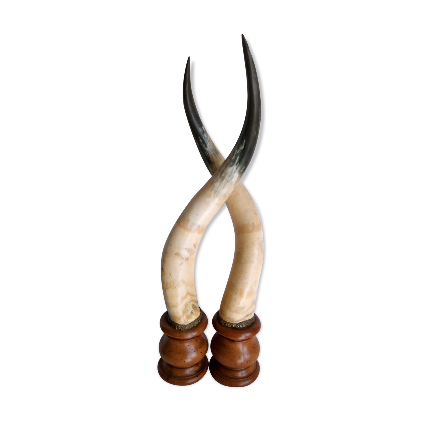 Pair of horns mounted on a pedestal