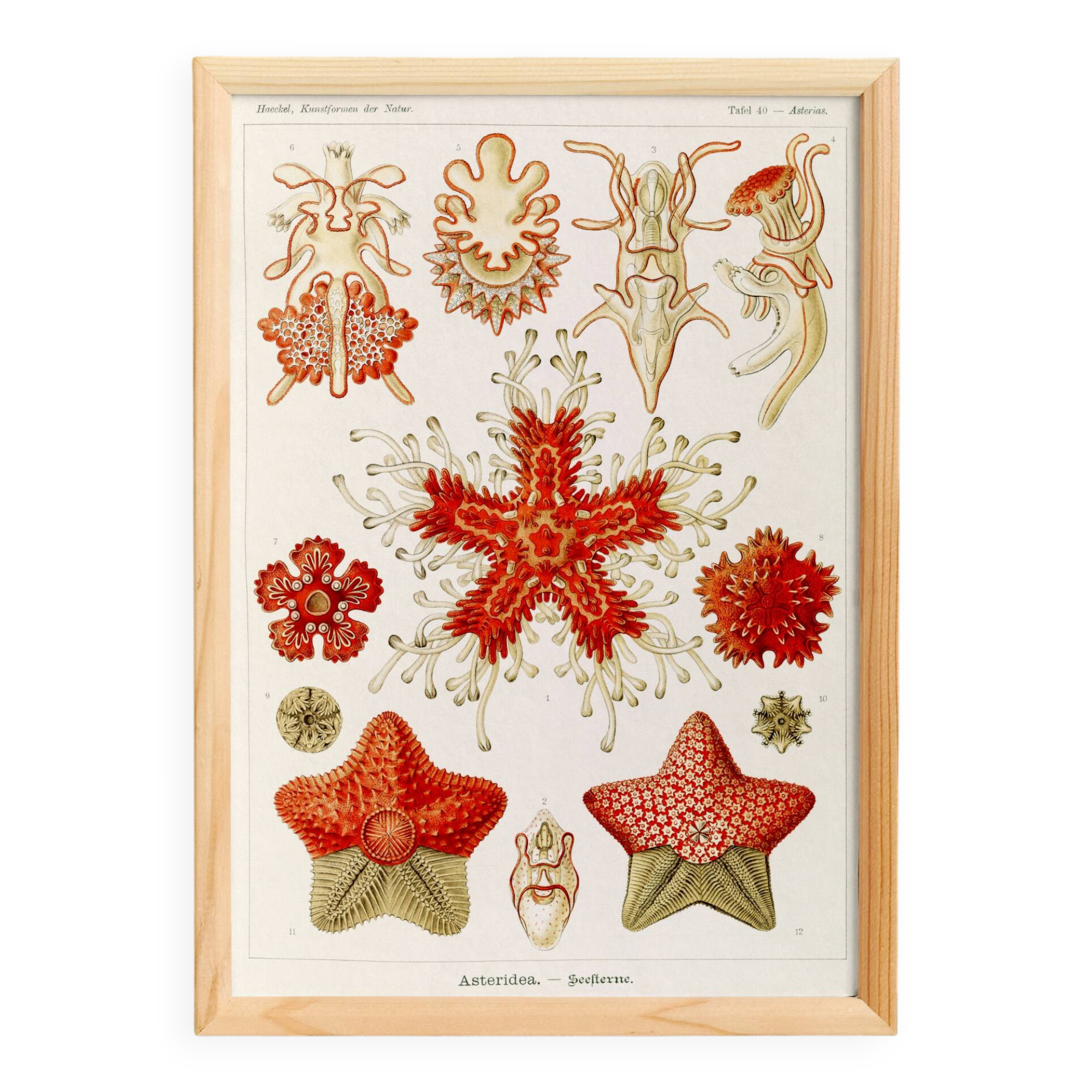 Poster about starfish, based on an old lithograph from 1904.