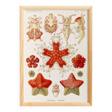 Poster about starfish, based on an old lithograph from 1904.