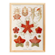 Poster about starfish, based on an old lithograph from 1904.