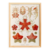 Poster about starfish, based on an old lithograph from 1904.