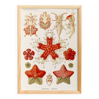 Poster about starfish, based on an old lithograph from 1904.