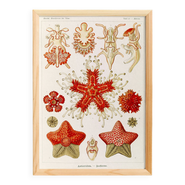 Poster about starfish, based on an old lithograph from 1904.