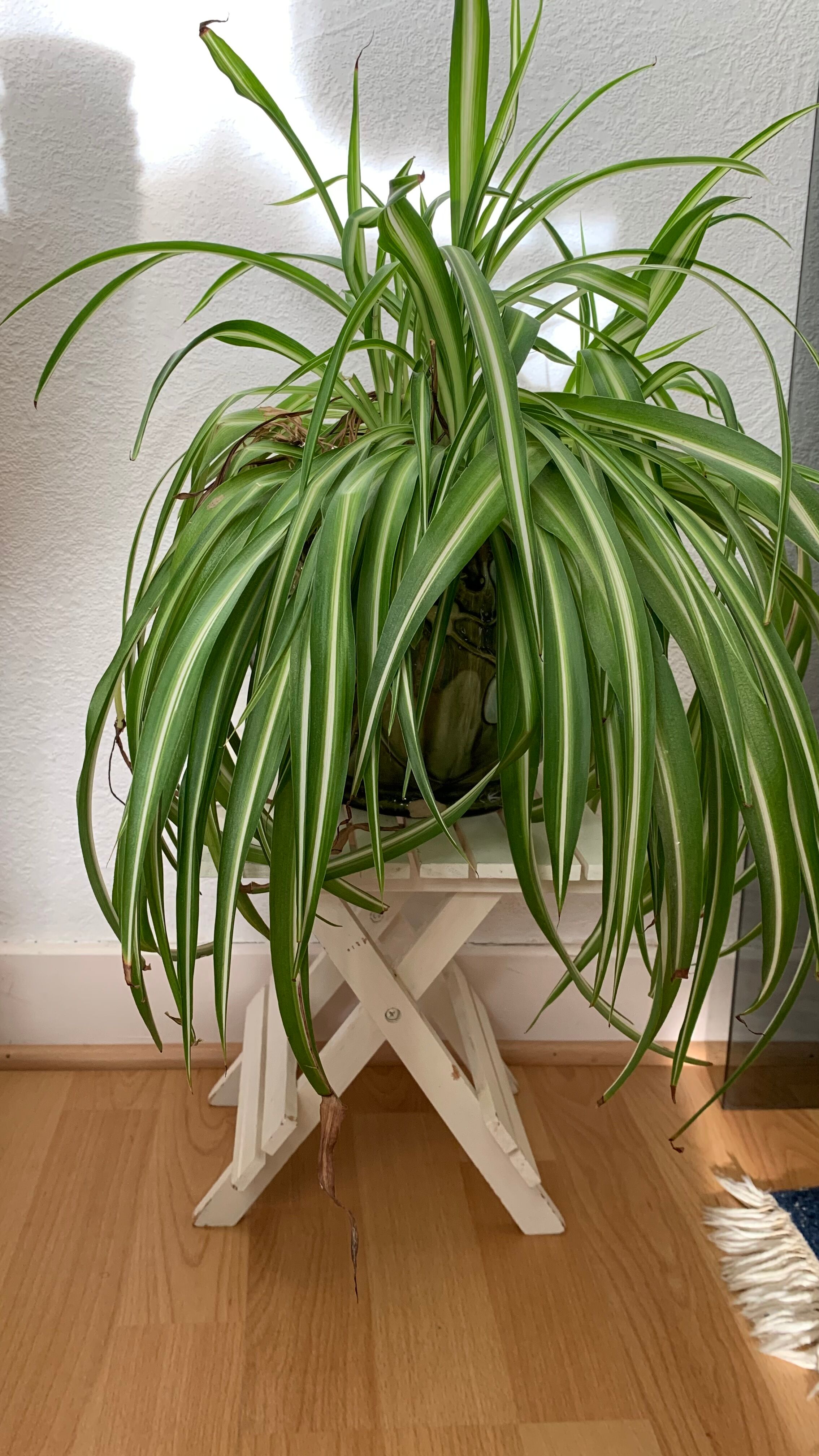 Small white plant door