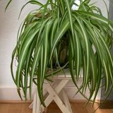 Small white plant door