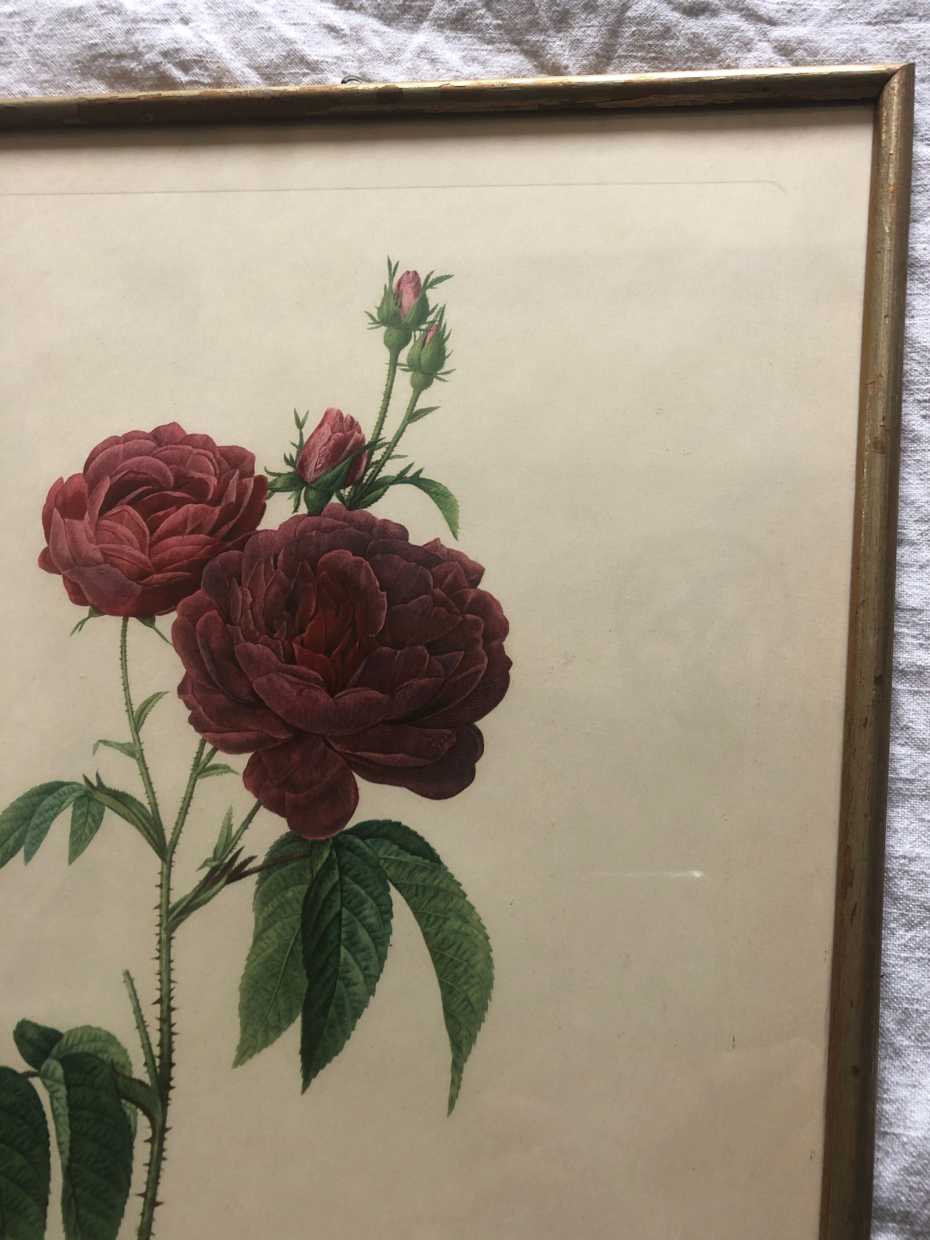 Pierre Joseph Redouté botanical plank framed