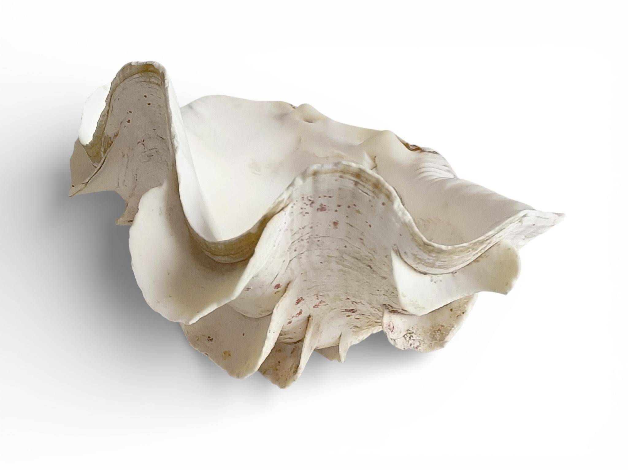 Stunning South Pacific Clam Shell – Sculptural Organic Modern Object