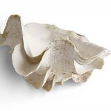 Stunning South Pacific Clam Shell – Sculptural Organic Modern Object