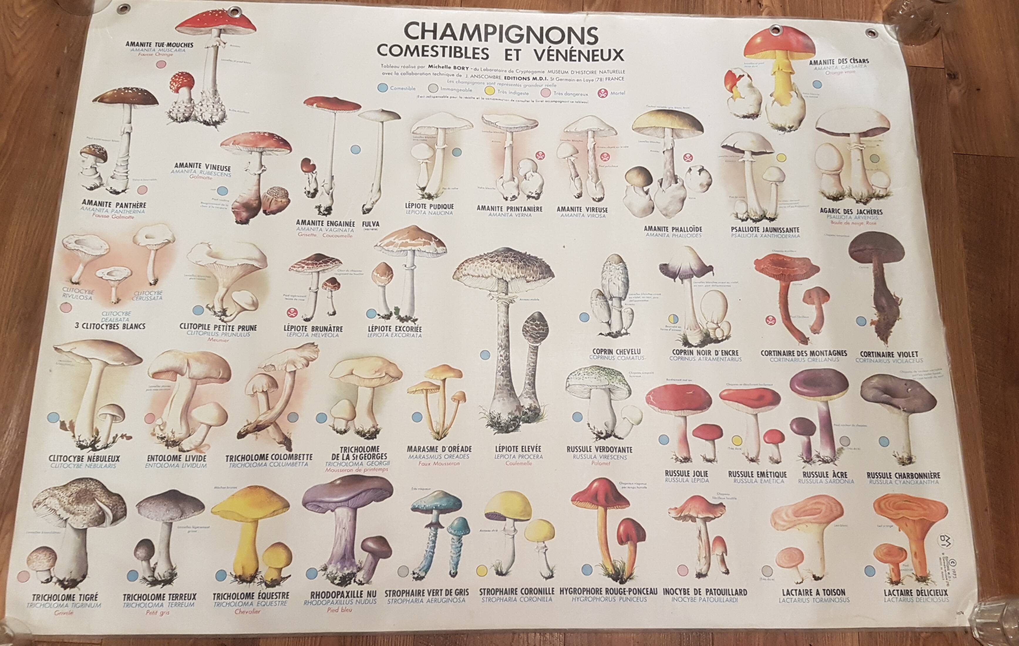Poster Vintage mushrooms edible and Venereux. MDI 1975