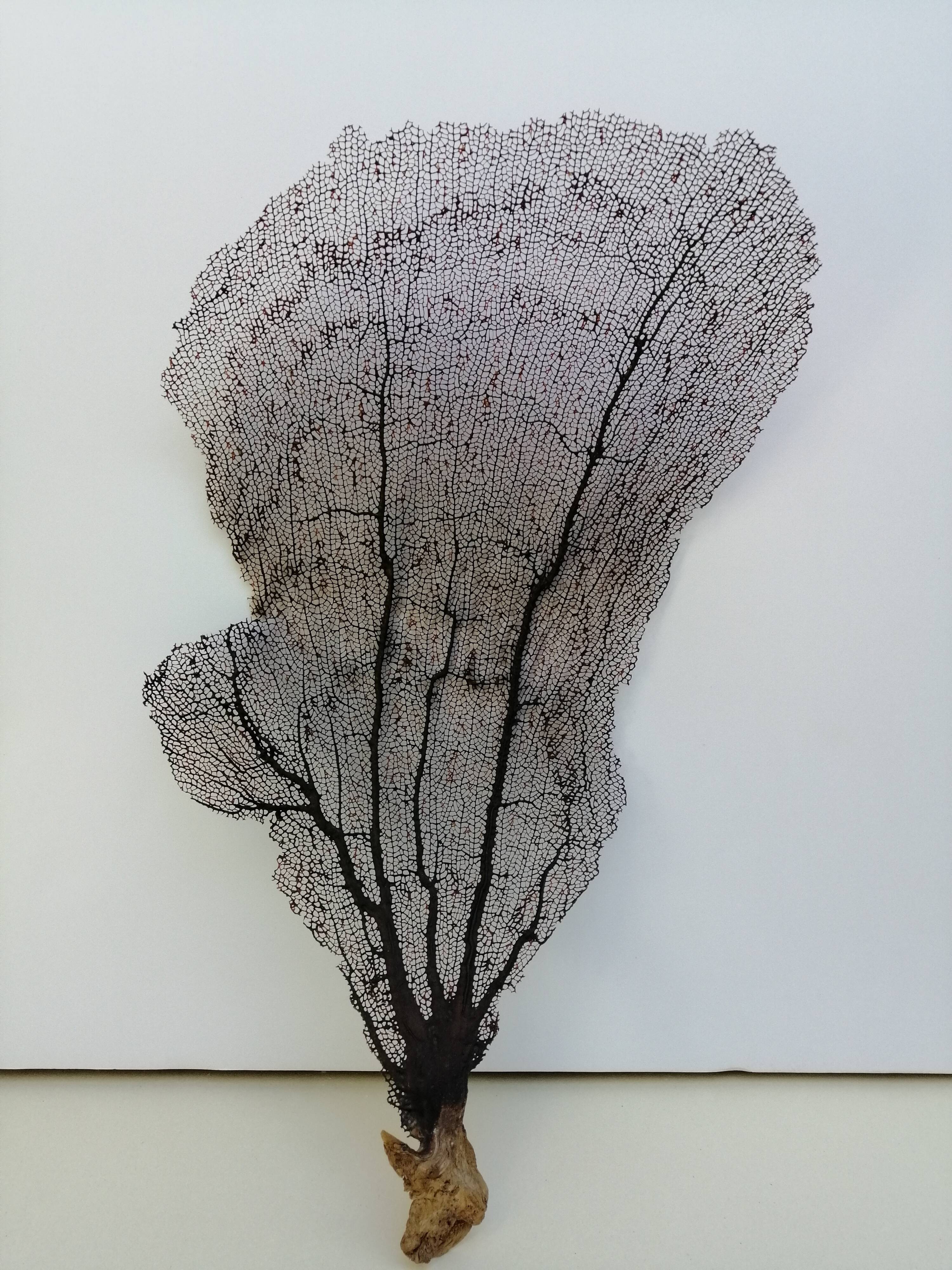 Ancient gorgon coral