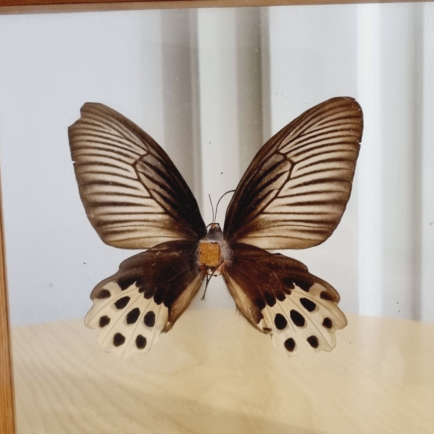 Cadre papillon marron