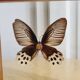 Cadre papillon marron