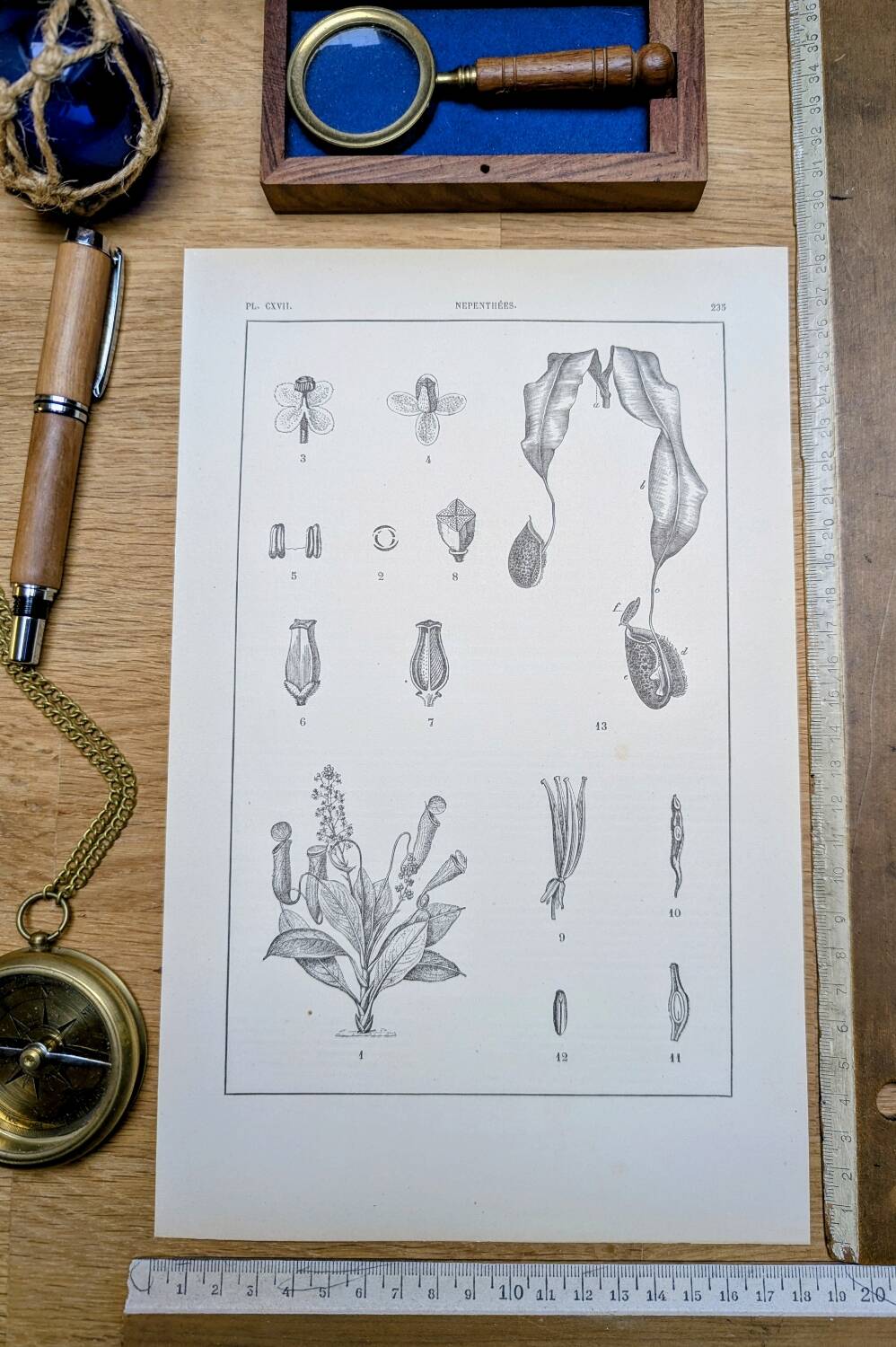Printed in 1889, the Nepenthes (carnivorous plants).