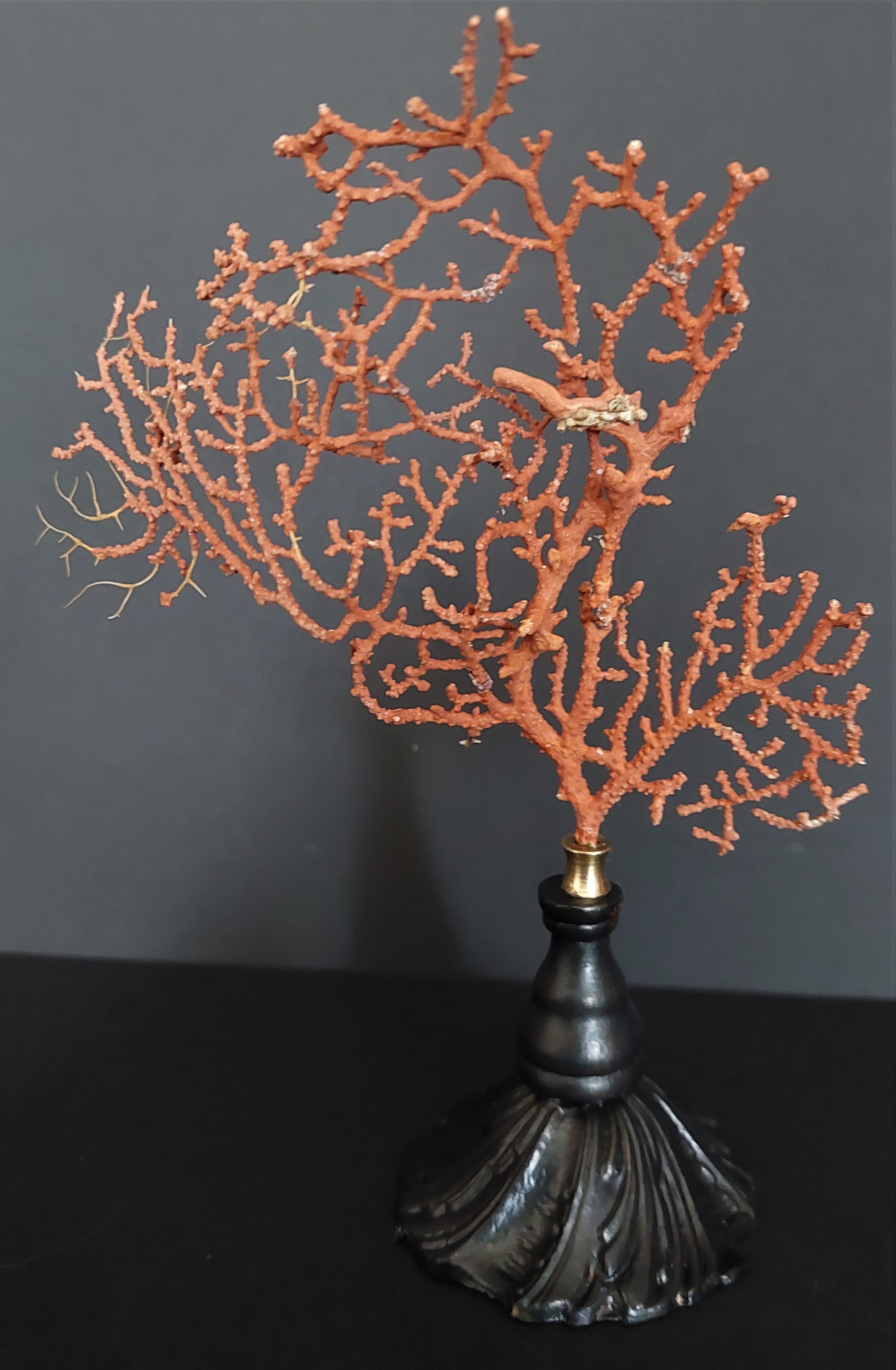 Cabinet of Curiosities red gorgon paramuricea clavata on base