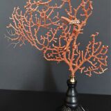 Cabinet of Curiosities red gorgon paramuricea clavata on base