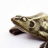 Bronze frog 50s