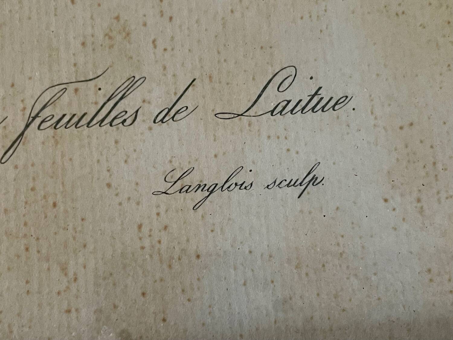 Pair of pink framed reproductions of PJ Redouté