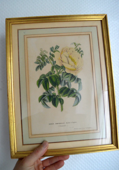 Botanical setting Rosier Pimprenelle