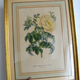 Botanical setting Rosier Pimprenelle