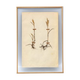 George Bert Herbarium