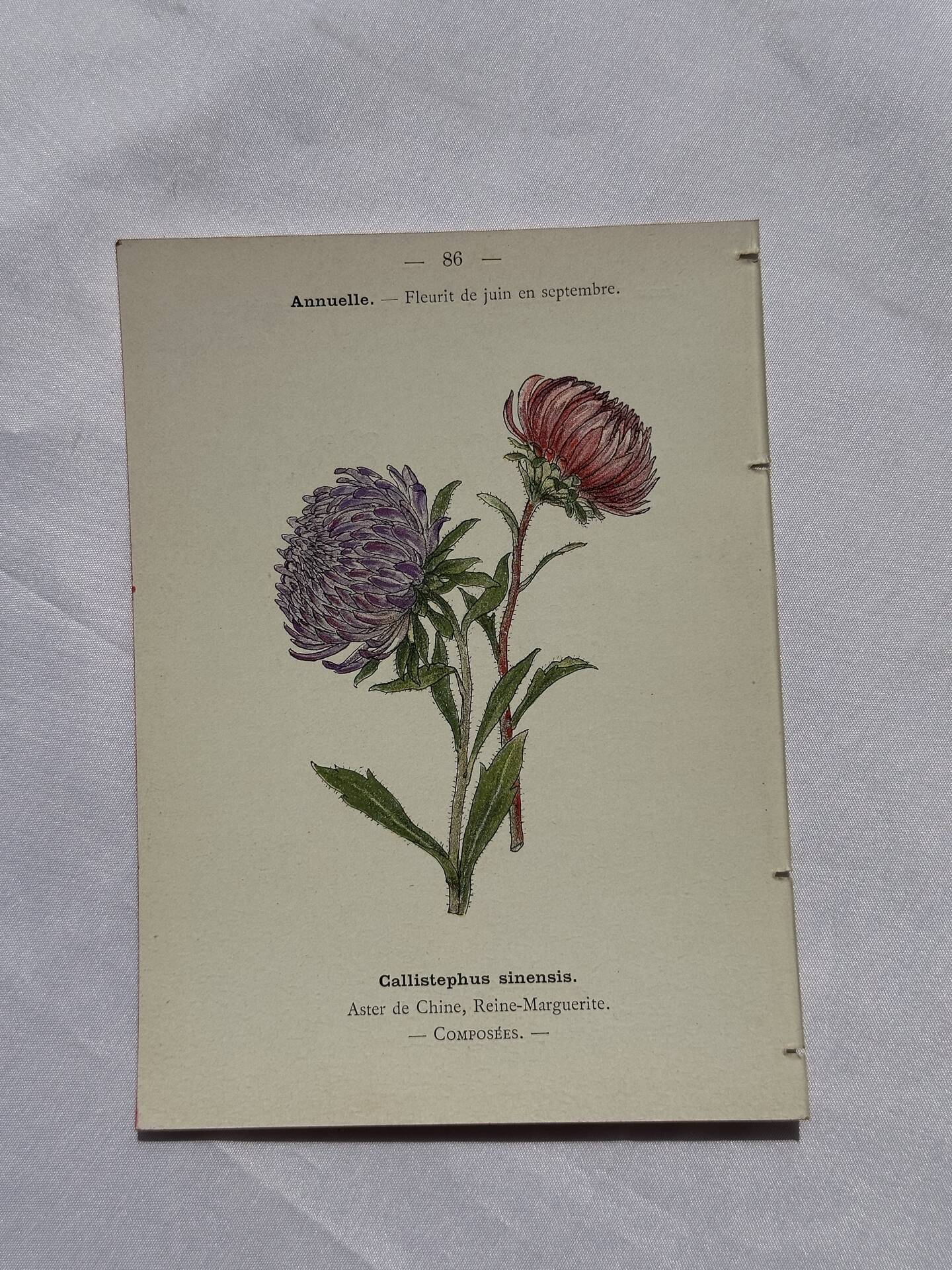 Planche botanique, gravure naturaliste, 19ème