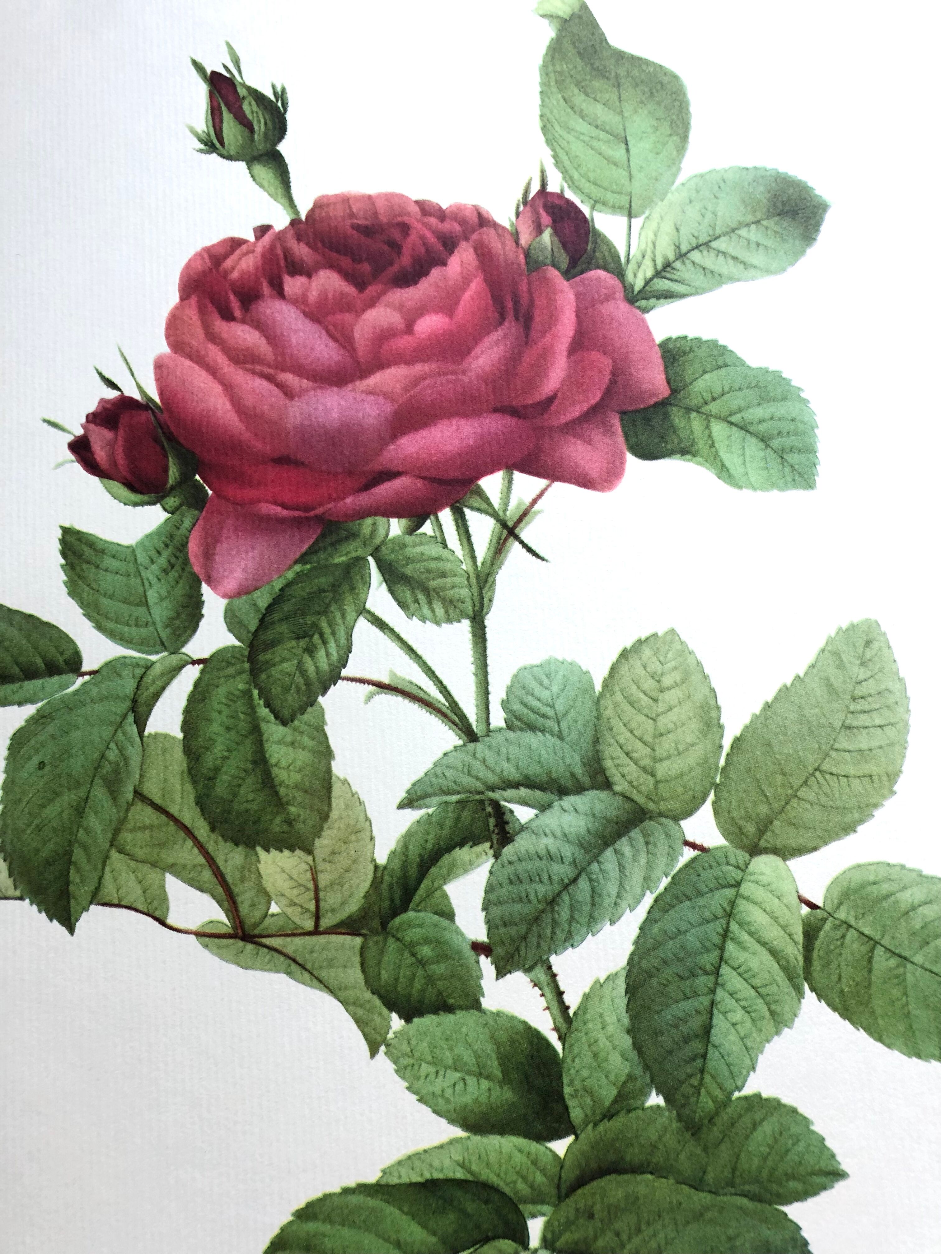 Affiche botanique - Roses de Pierre-Joseph Redouté