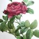 Affiche botanique - Roses de Pierre-Joseph Redouté