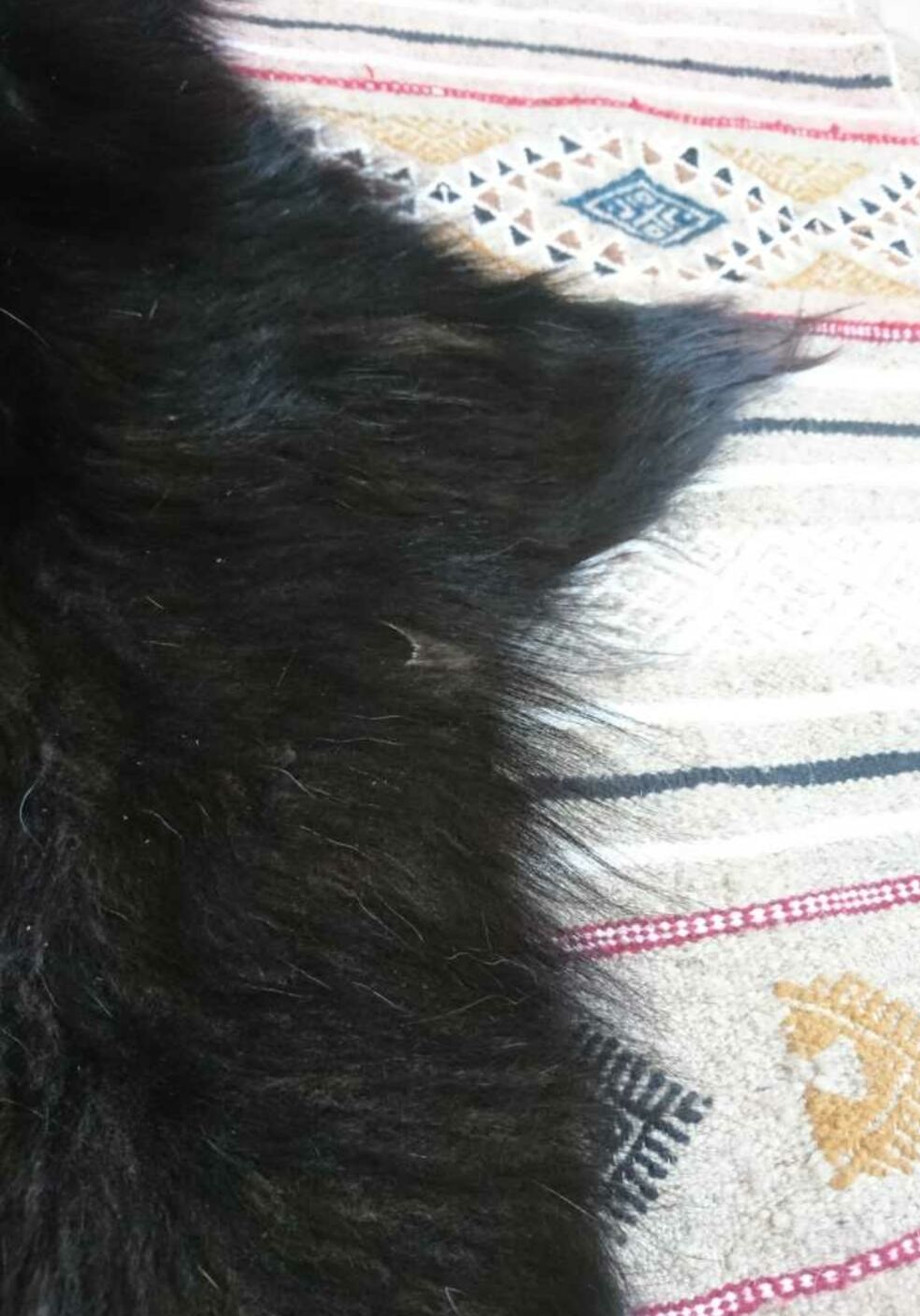 Natural goat black and brown skin 78x43cm