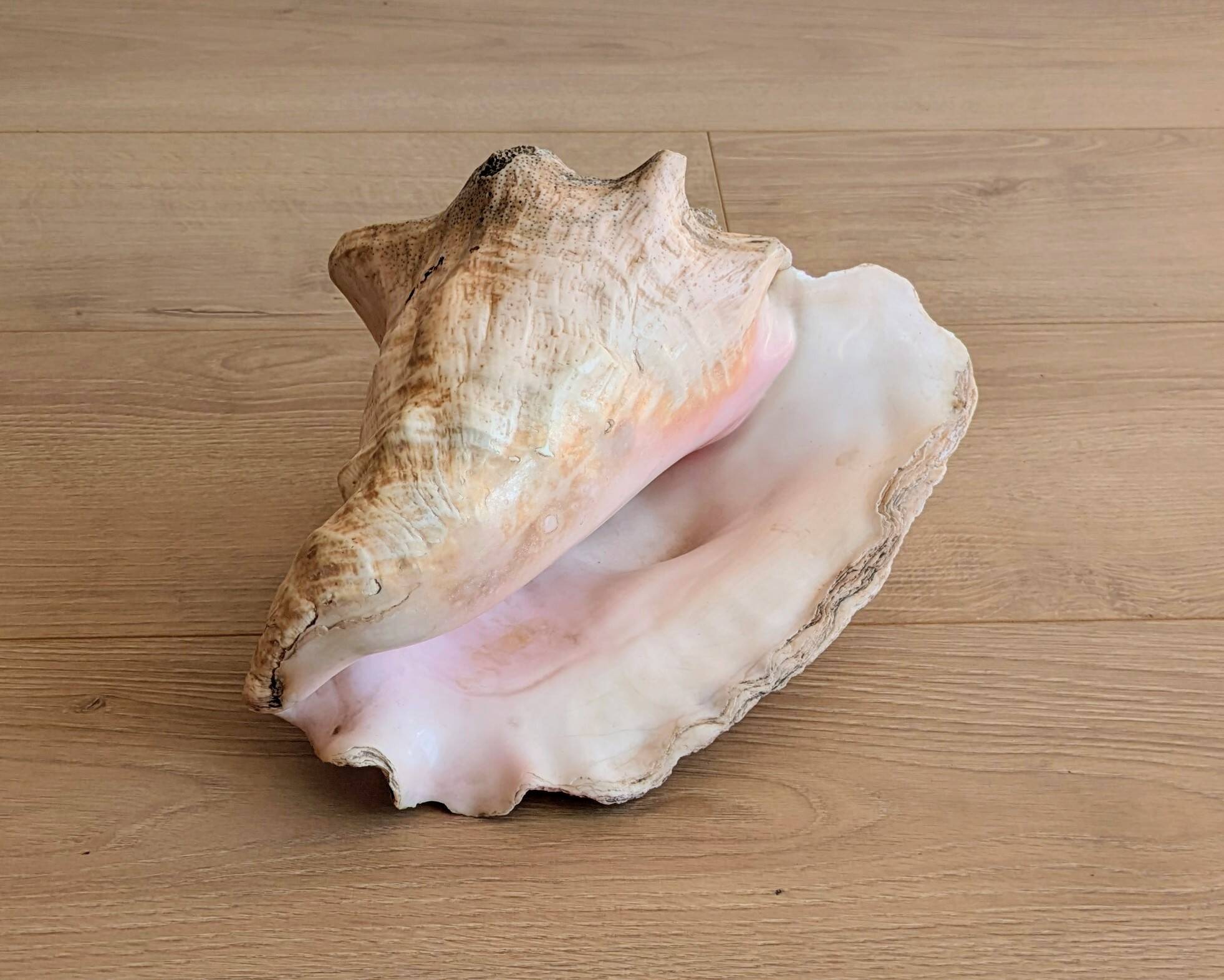 Conch Marine shell - Strombus alatus 26 cm 1.6 kg