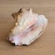 Conch Marine shell - Strombus alatus 26 cm 1.6 kg