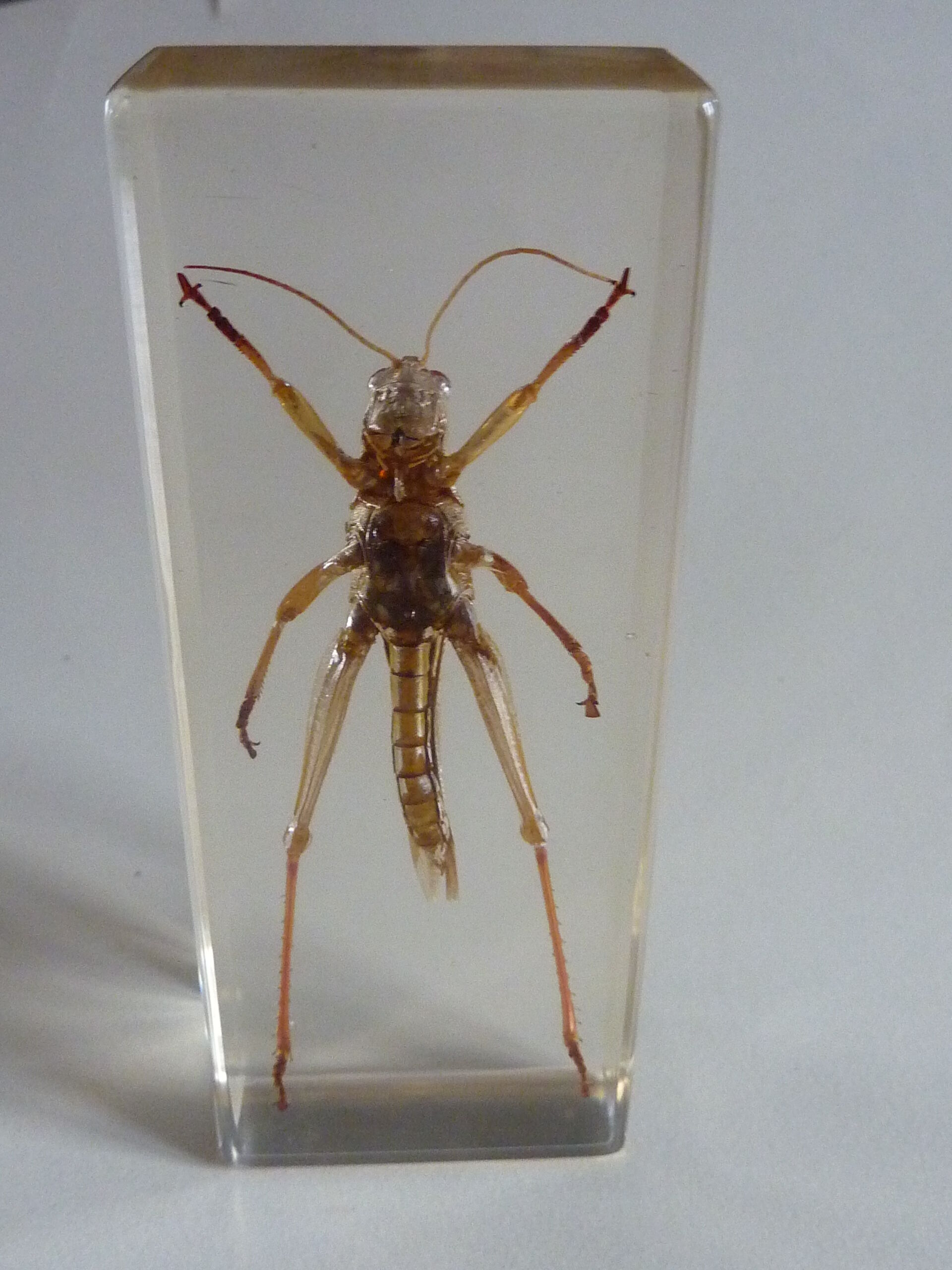 Inclusion insect, curiosity cabinet