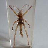 Inclusion insect, curiosity cabinet