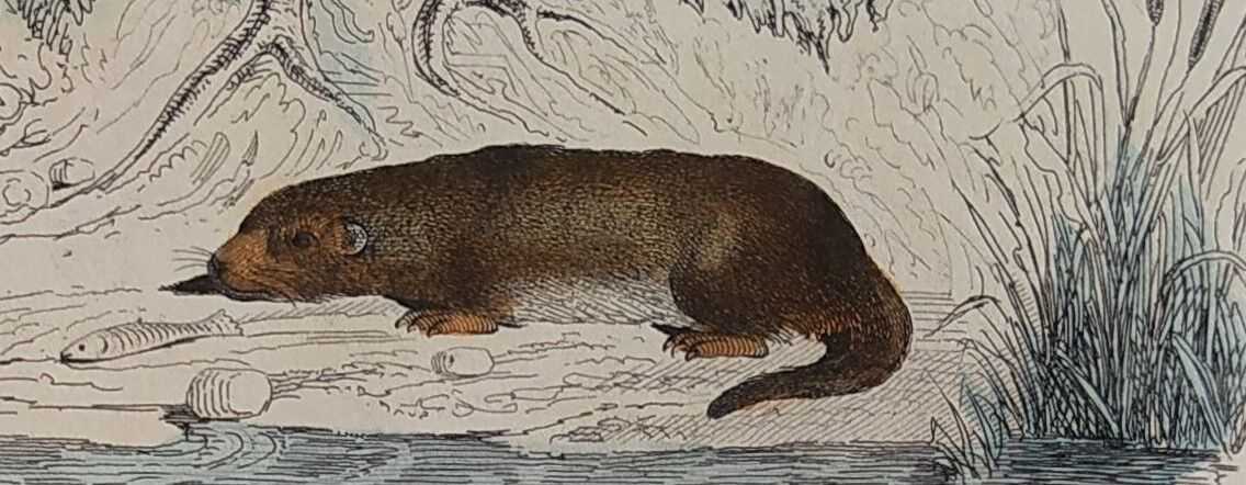 Original zoological illustration "badger, otter, weasel,..." - Buffon 1840