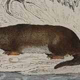 Original zoological board " badger, otter, fouine,... " - buffon 1840