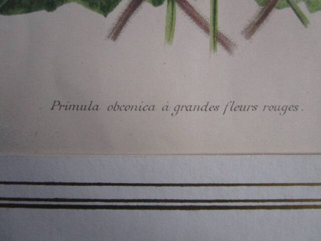 Old botanical engraving "primula"